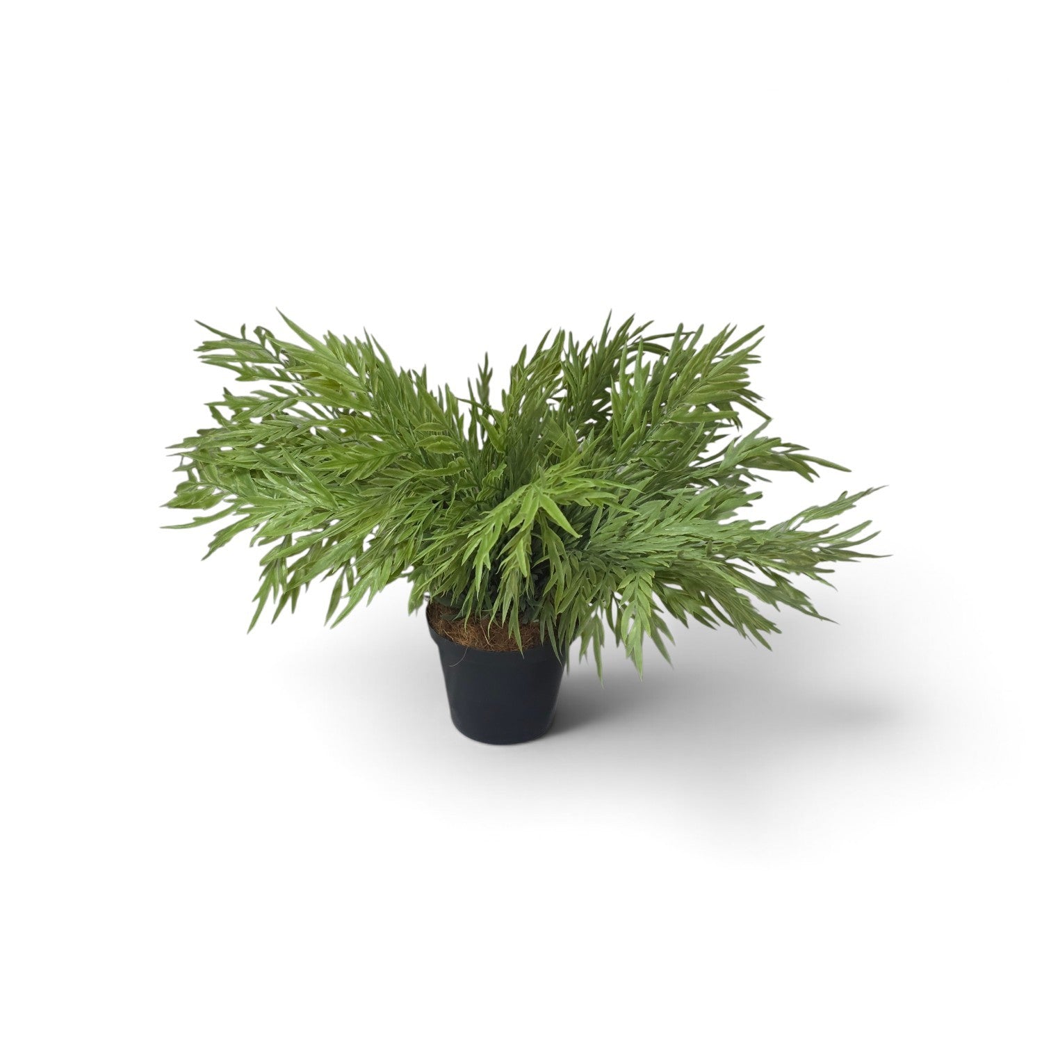 Celeria pot plant