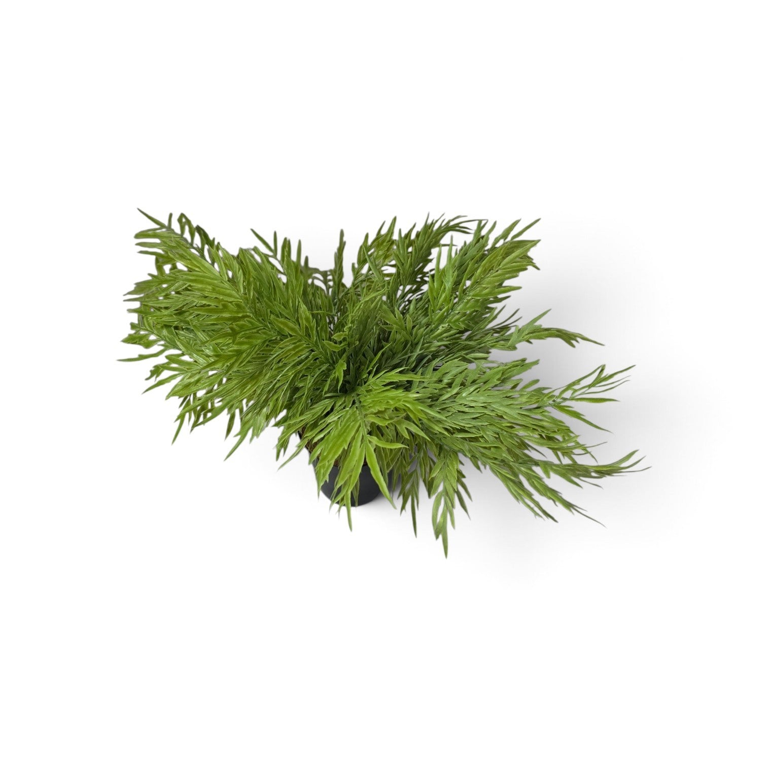 Celeria pot plant