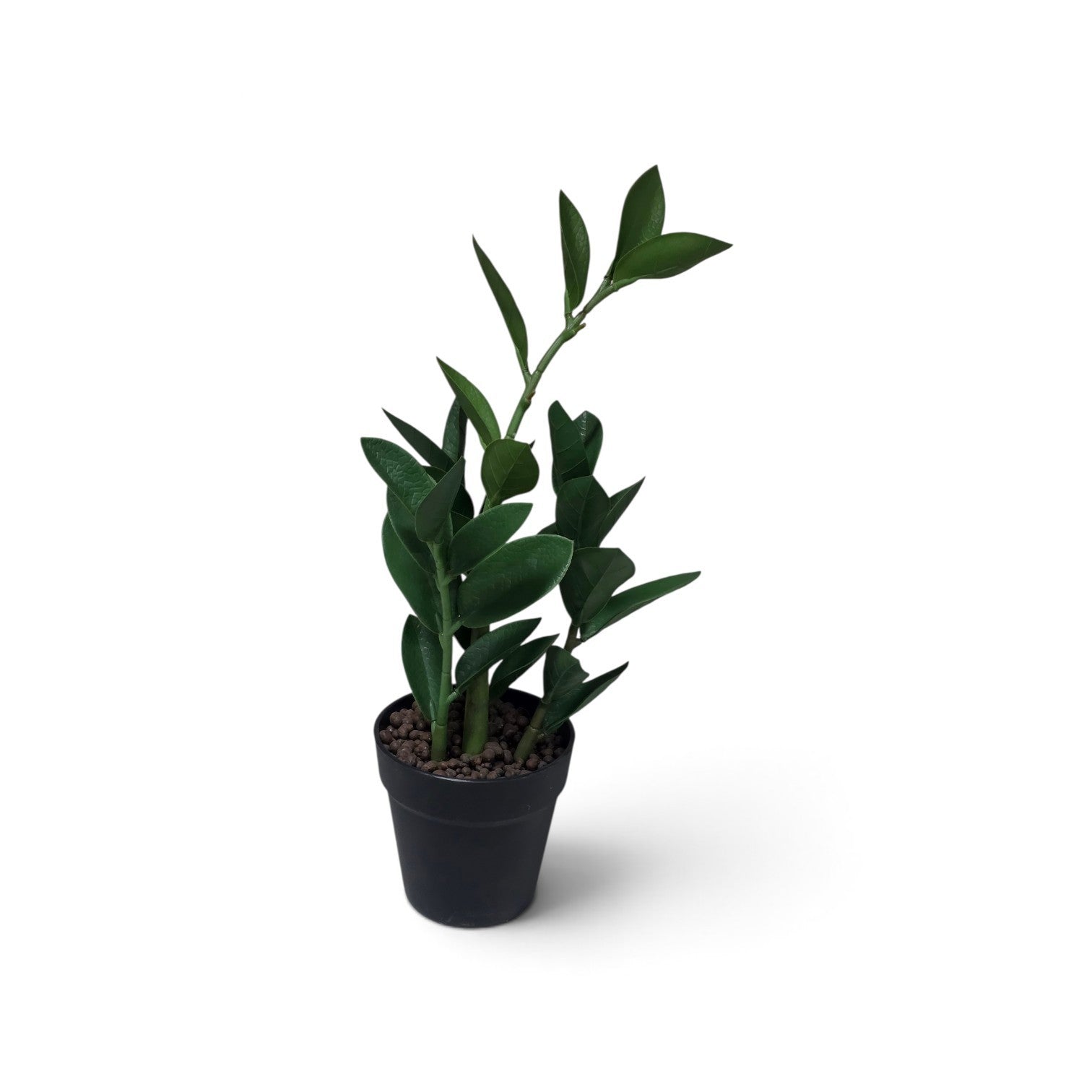 Zamico plant