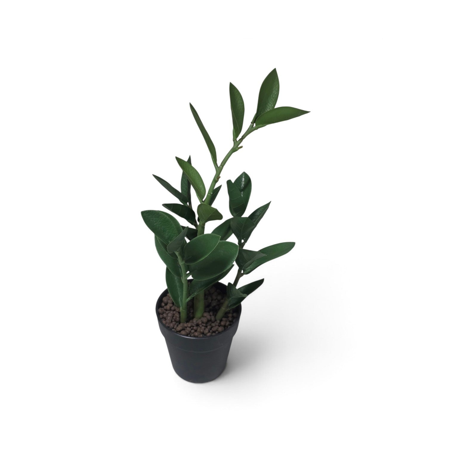 Zamico plant