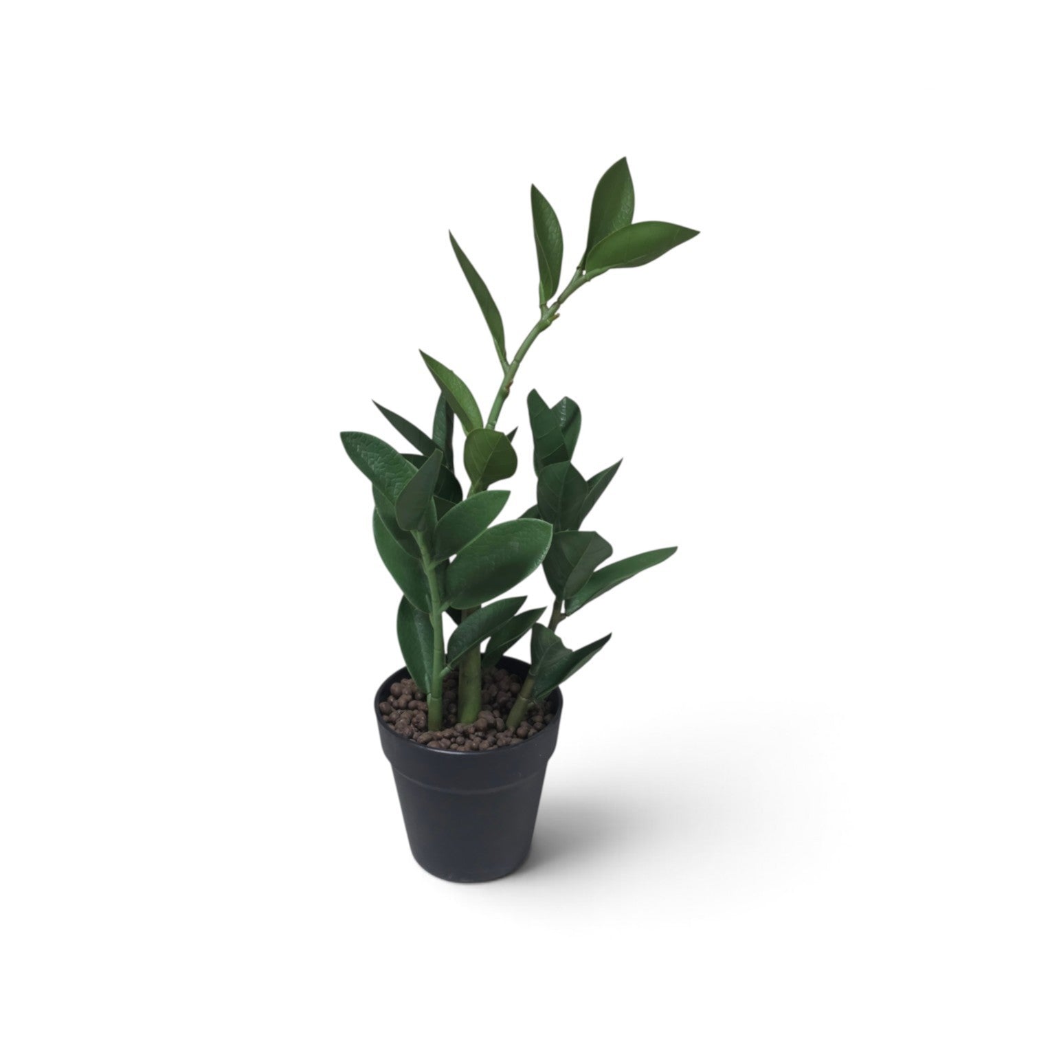 Zamico plant
