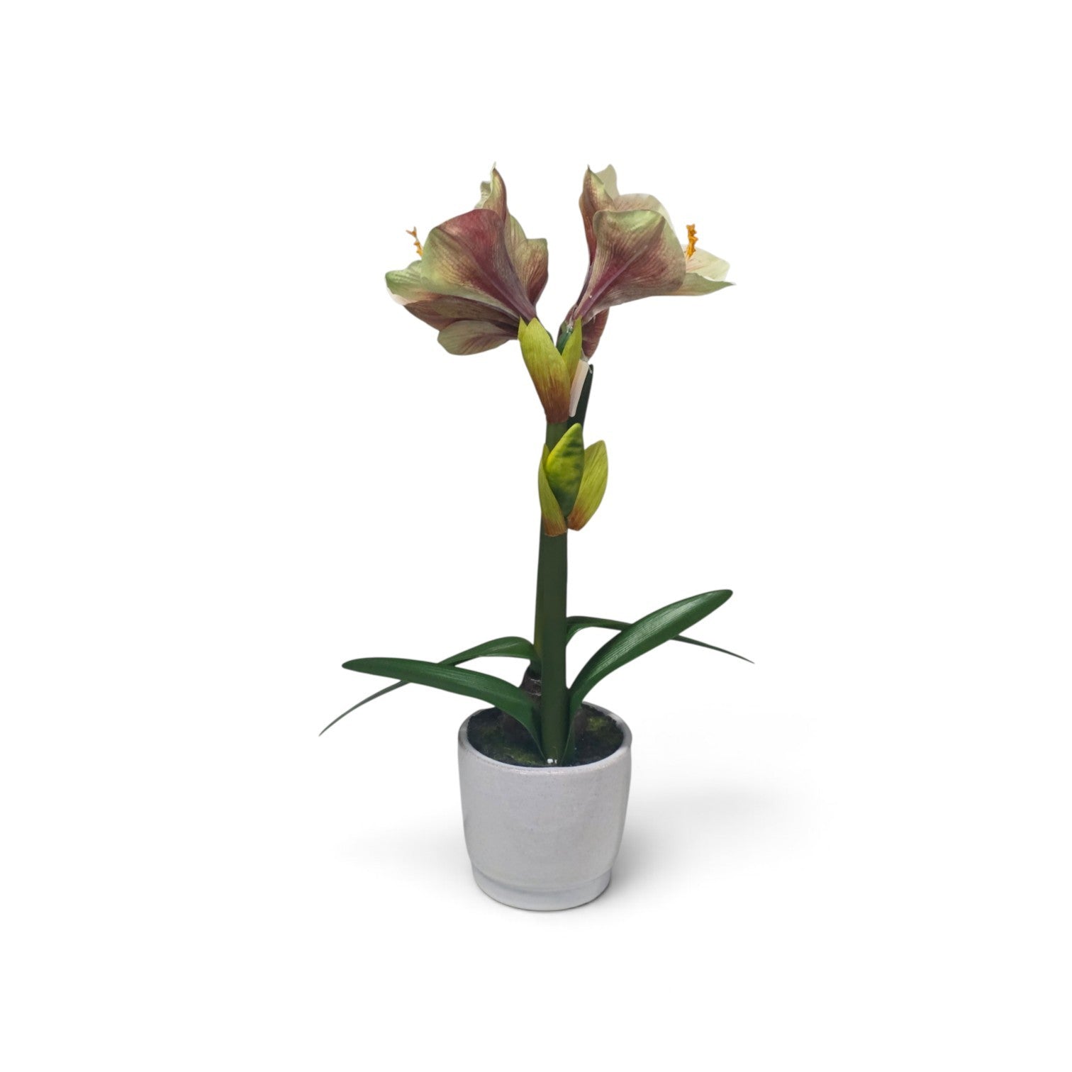 Potted amaryllis bloom