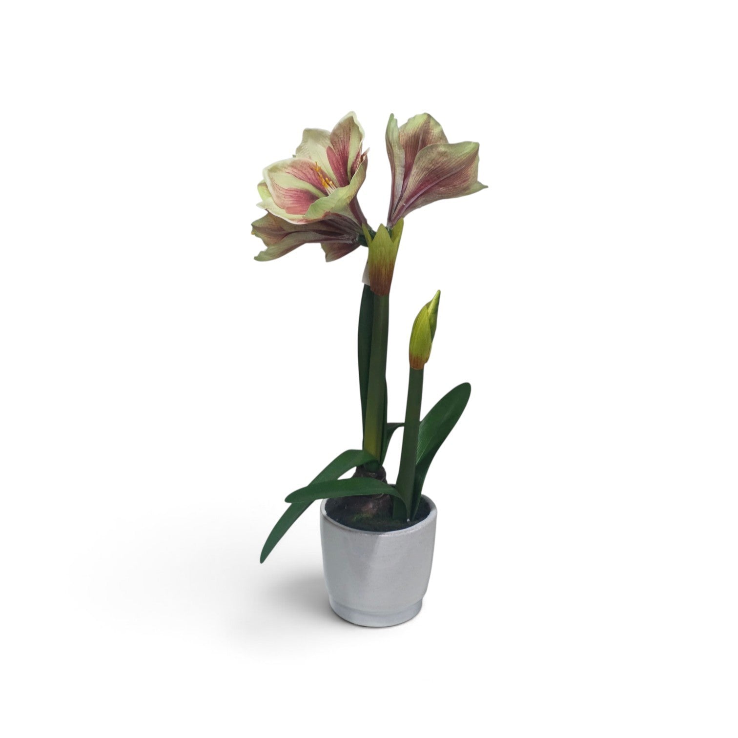 Potted amaryllis bloom